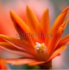 stock-photo-a-close-up-of-an-orange-easter-cactus-bloom-99751763