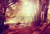 stock-photo-a-forest-or-park-with-trees-with-autumn-leaves-done-with-a-retro-vintage-instagram-f