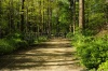 stock-photo-a-hiking-path-through-a-forest-53669251