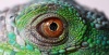stock-photo-a-macro-of-a-fantastic-green-iguana-eye-111769247