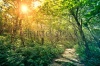 stock-photo-a-pathway-through-the-forest-with-bright-sunlight-262194791