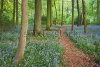 stock-photo-a-trail-through-bluebell-woods-in-england-at-their-peak-of-their-bloom-82620415