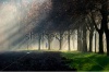 stock-photo-a-woman-running-through-a-foggy-sun-ray-lit-park-path-the-path-is-surrounded-by-a-be