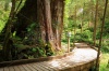 stock-photo-a-wooden-path-is-winding-around-a-giant-ancient-tree-in-a-forest-196968923