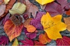 stock-photo-abstract-background-of-autumn-leaves-autumn-background-148803995