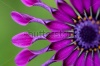stock-photo-african-daisy-or-osteospermum-tropical-flower-usa-hawaii-maui-109530830