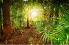 stock-photo-australian-rainforest-at-late-afternoon-with-sun-rays-breaks-through-the-trees-tambo