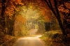 stock-photo-autumn-forest-with-way-118883299