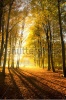 stock-photo-autumn-in-the-woods-in-the-netherlands-89442055