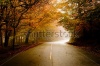 stock-photo-autumn-landscape-with-a-beautiful-road-with-colored-trees-61838698