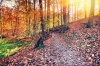 stock-photo-autumn-landscape-with-forest-path-at-sunset-229411876