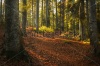 stock-photo-autumn-warm-light-in-forest-during-sunset-270106133