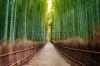 stock-photo-bamboo-forest-in-japan-arashiyama-kyoto-173985326