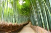 stock-photo-bamboo-forest-in-kyoto-japan-93262912