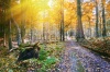 stock-photo-beautiful-autumn-forest-at-sunset-227896873