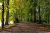stock-photo-beautiful-autumn-road-with-leaves-in-park-96339938