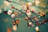 stock-photo-beautiful-flowering-japanese-cherry-sakura-background-with-flowers-on-a-spring-day-163347836
