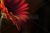 stock-photo-beautiful-gerbera-flower-on-black-background-178865957