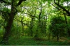 stock-photo-beautiful-light-in-a-green-and-beautiful-forest-60724186