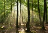 stock-photo-beautiful-sunbeams-in-magic-beach-forest-poland-155189009