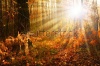 stock-photo-beautiful-sunset-in-autumn-forest-136639934