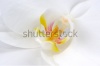 stock-photo-beautiful-white-orchid-flower-macro-132364820