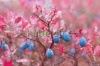 stock-photo-blueberries-in-raindrops-219321841