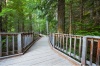 stock-photo-boardwalk-in-forest-115436560