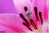 stock-photo-bright-coloured-macro-shot-of-pink-lily-108982130