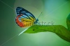 stock-photo-butterfly-122232733