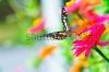 stock-photo-butterfly-on-flower-121864897
