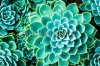 stock-photo-cactus-in-queen-sirikit-botanic-garden-chiangmai-thailand-177362138