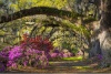 stock-photo-charleston-sc-spring-bloom-azalea-flowers-south-carolina-plantation-garden-under-live-oaks-and-137367743