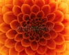 stock-photo-close-up-flower-148056668