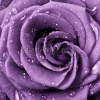 stock-photo-close-up-of-violet-rose-petals-85906576