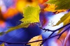stock-photo-colors-of-autumn-145662050