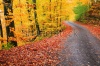 stock-photo-country-road-in-autumn-landscape-63516832