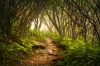 stock-photo-craggy-gardens-appalachian-hiking-trail-fog-blue-ridge-parkway-near-asheville-nc-in-
