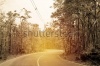 stock-photo-curved-road-in-forest-vintage-filter-252387055