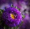 stock-photo-dahlia-flower-design-81126835