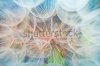 stock-photo-dandelion-inside-macro-photography-127366820