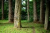 stock-photo-dark-forest-115892311