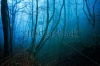 stock-photo--dark-forest-with-blue-light-127671752