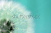 stock-photo-dreamy-dandelion-macro-115065706