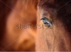 stock-photo-eye-of-arabian-bay-horse-123886246