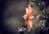 stock-photo-fall-season-red-flower-closeup-115572496