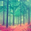 stock-photo-fantasy-season-forest-with-vintage-colors-186023972