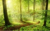 stock-photo-foggy-morning-in-a-green-summer-forest-in-germany-169600982