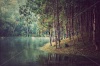 stock-photo-forest-background-vintage-style-109780406