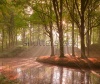 stock-photo-forest-in-autumn-with-pond-and-mist-with-sunrays-67358647